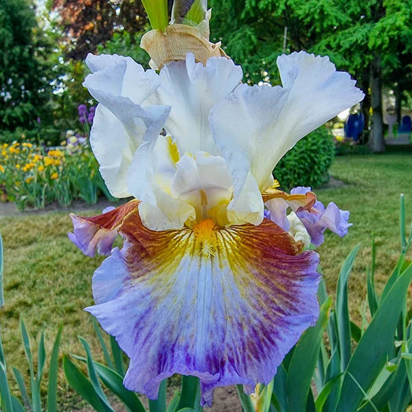 Get Back Reblooming Bearded Iris Seeds